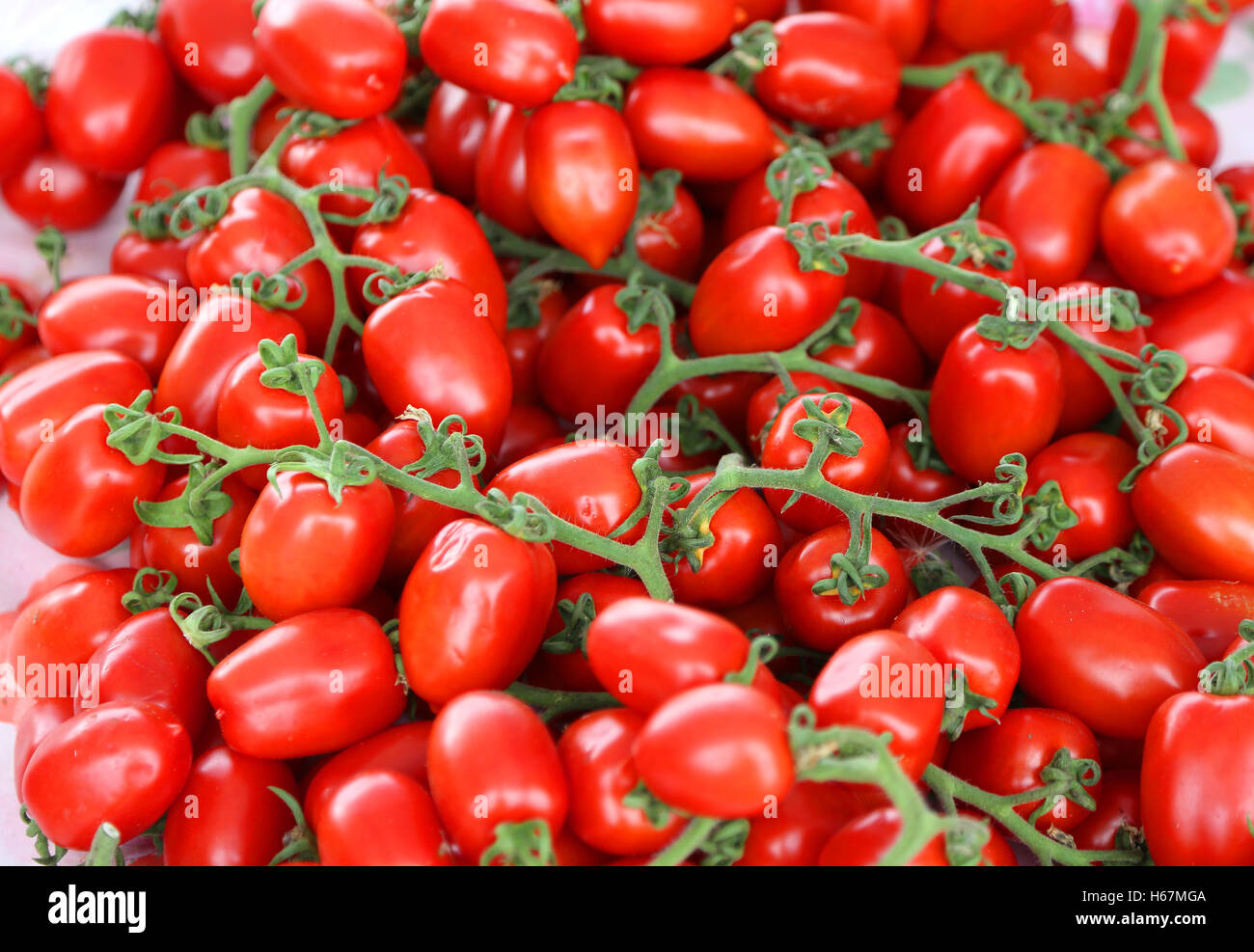 background of ripe red tomatoes just harvested in summer Stock Photo ...