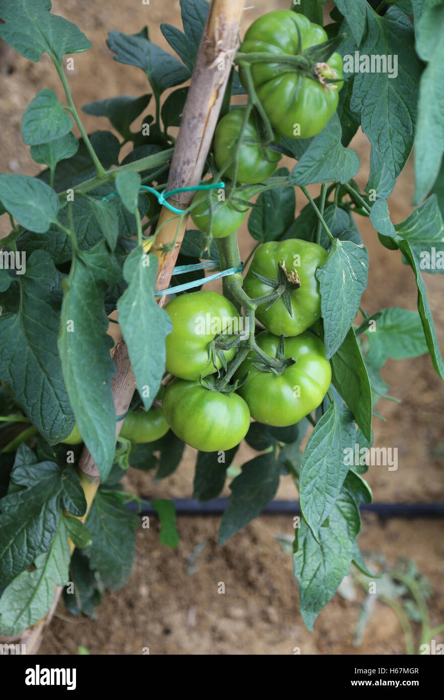 Green tomatoes nestled on the vine in summer Farmer Stock Photo - Alamy