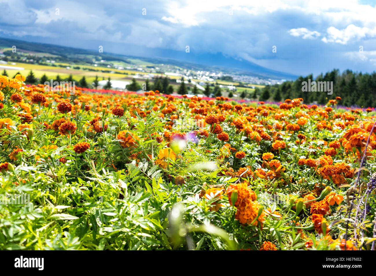 Summer flower in japan hires stock photography and images Alamy
