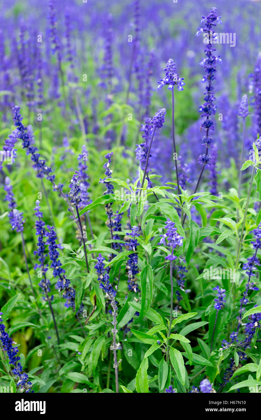 beautiful flower farm in japan hokkaido Stock Photo Alamy