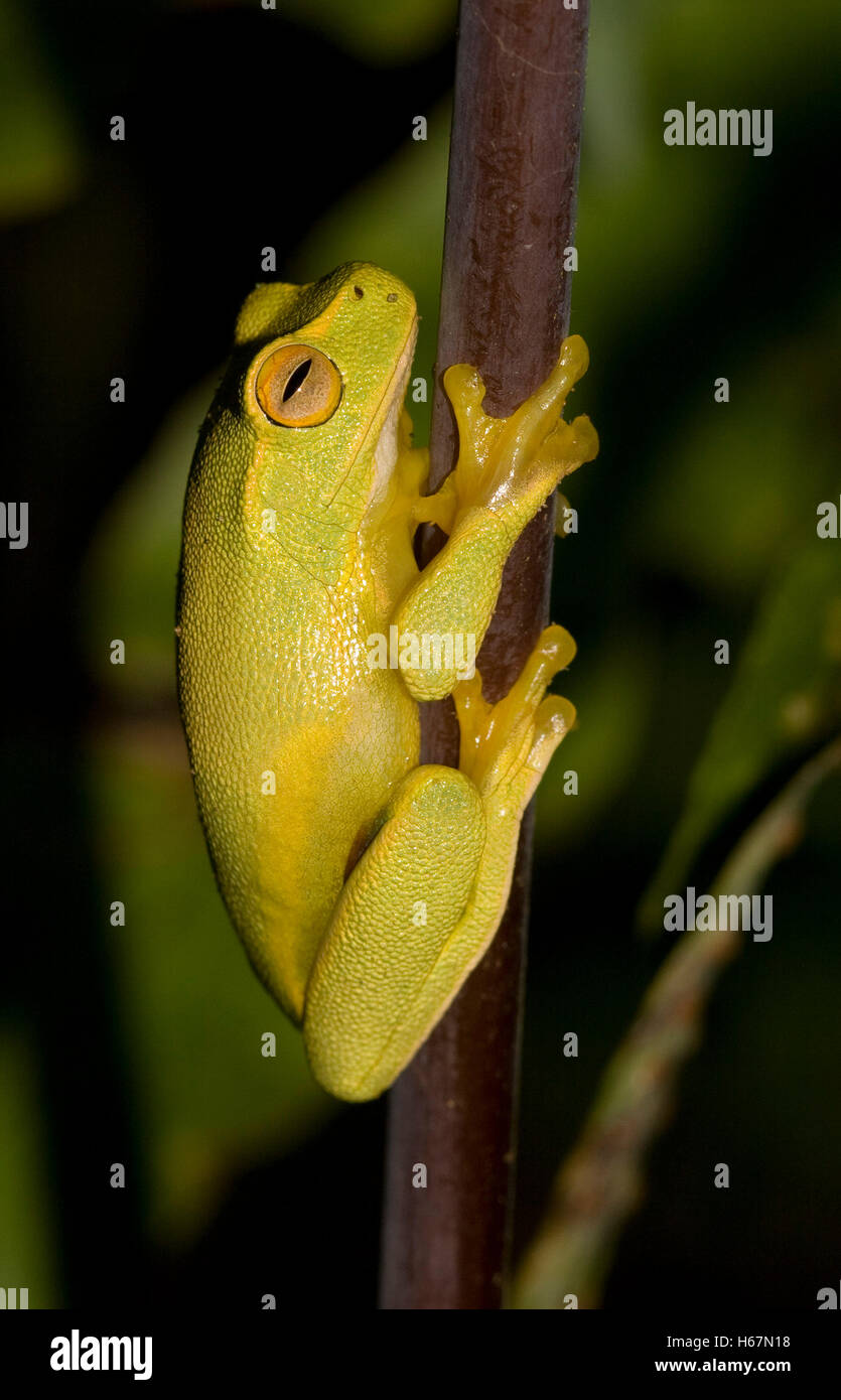 Tiny vivid yellow-green Australian dainty tree frog, Litoria gracilenta in garden, with golden eye on stem of fern frond on dark background Stock Photo