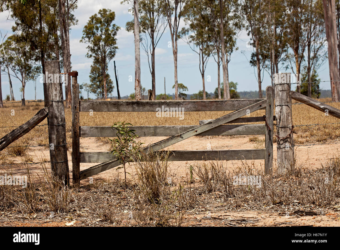 Old wooden farm gate and timber posts with field of dry grasses and eucalyptus trees beyond barrier under blue sky in Australia Stock Photo