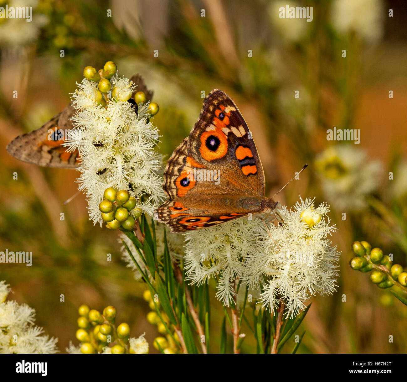 Spectacular orange & black Meadow argus butterfly, Junonia villida, feeding on cream melaleuca flowers against dark background Stock Photo