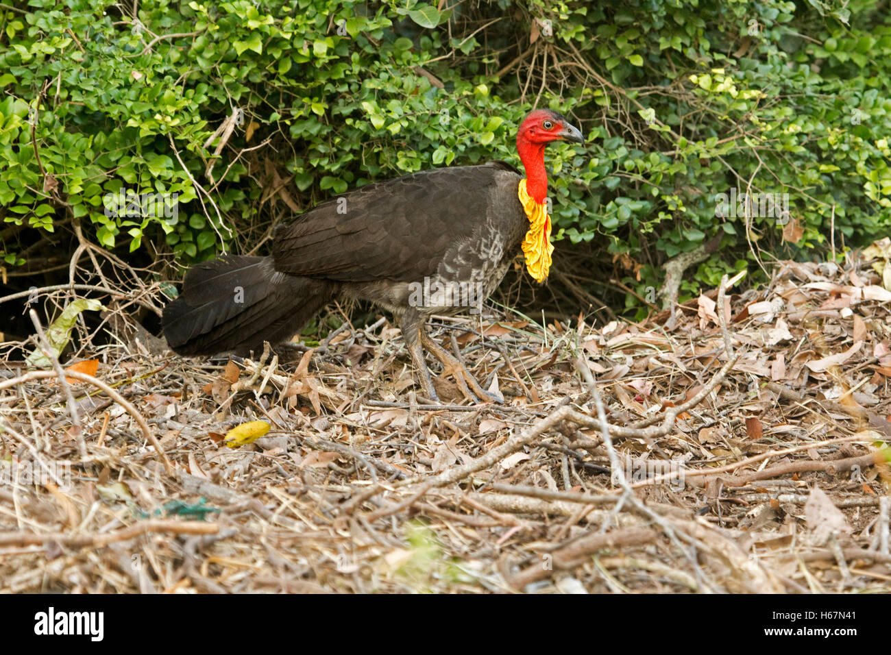 Male Australian scrub/brush turkey Alectura lathami, with large yellow wattle & red head on