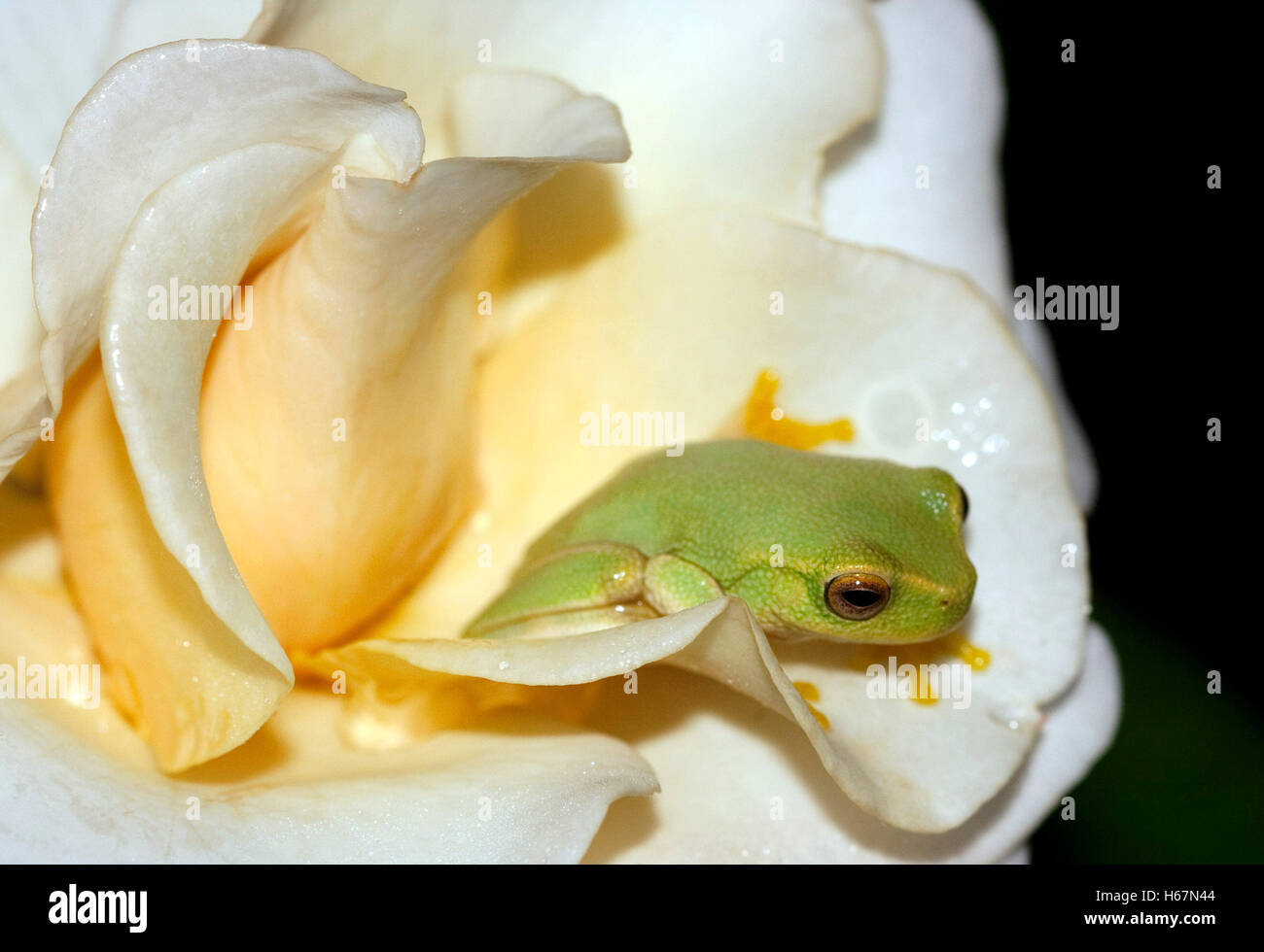 Tiny vivid green Australian dainty tree frog, Litoria gracilenta among pale yellow to white petals of rose on black background Stock Photo