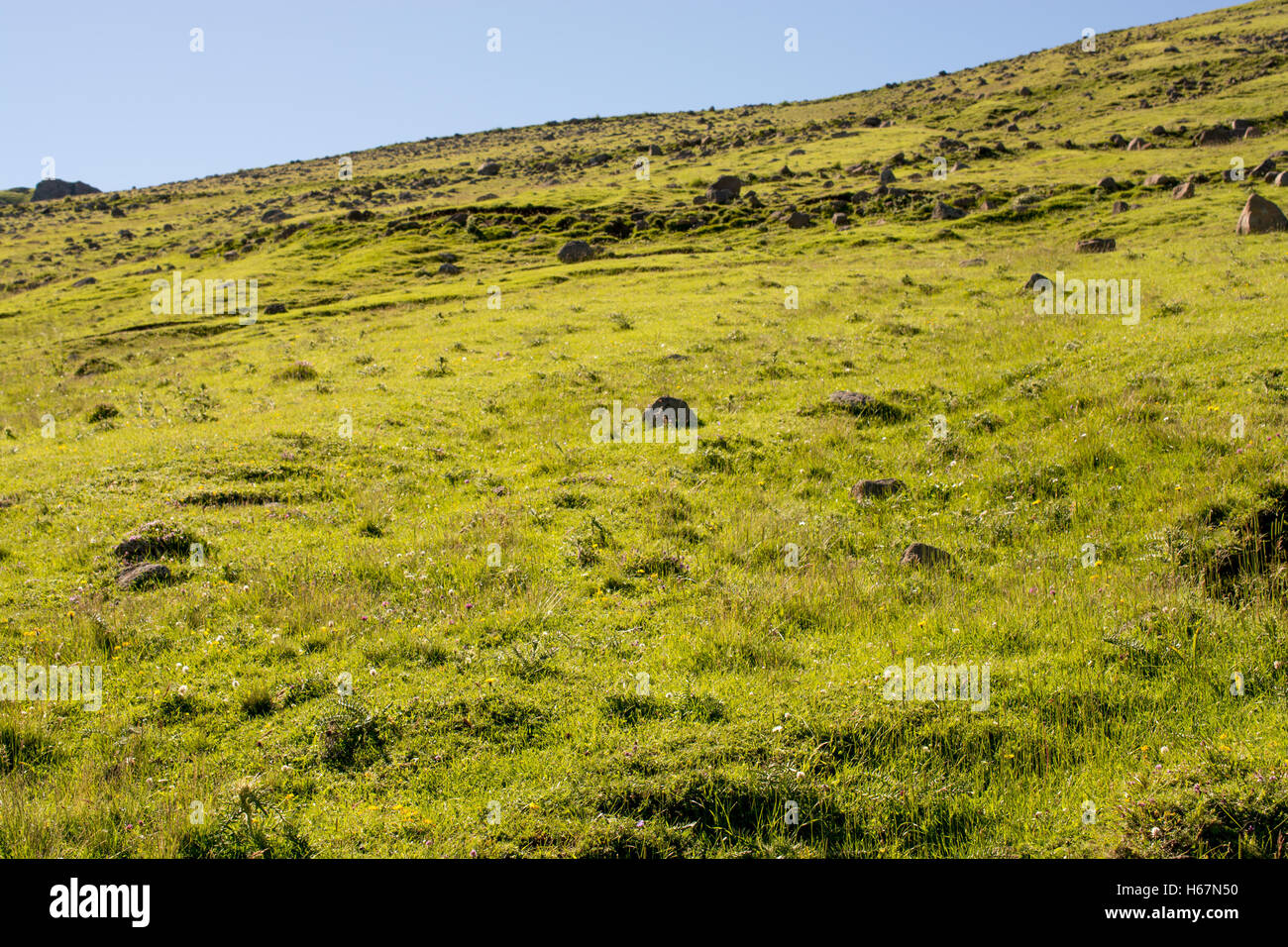 Green grass for use as nature background Stock Photo - Alamy