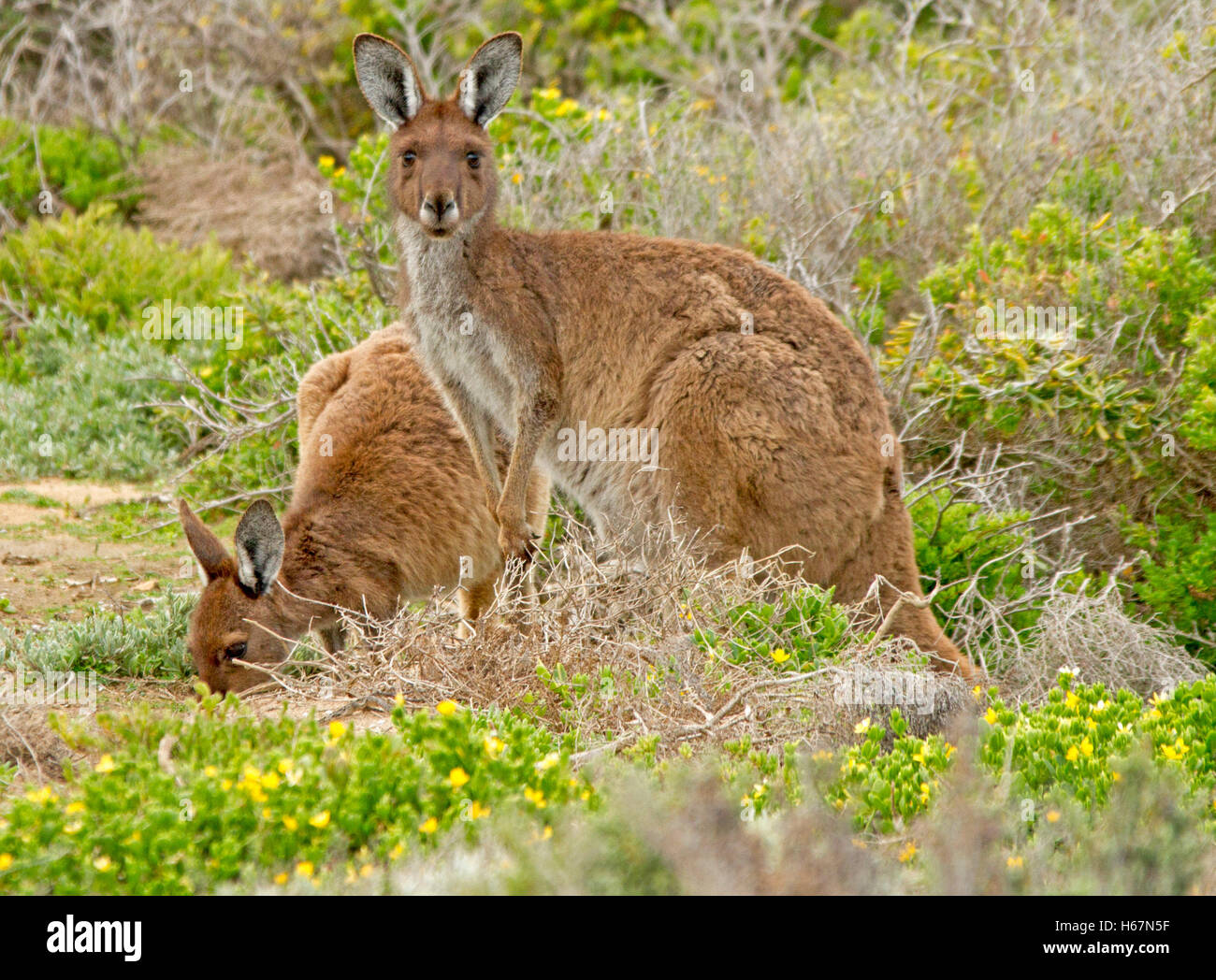Pair of wild western grey kangaroos Macropus fuliginosus in the wild, male alert & staring at camera, female feeding among emerald green vegetation Stock Photo