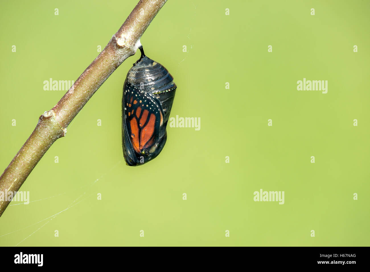 Monarch butterfly chrysalis hanging on milkweed branch Stock Photo Alamy