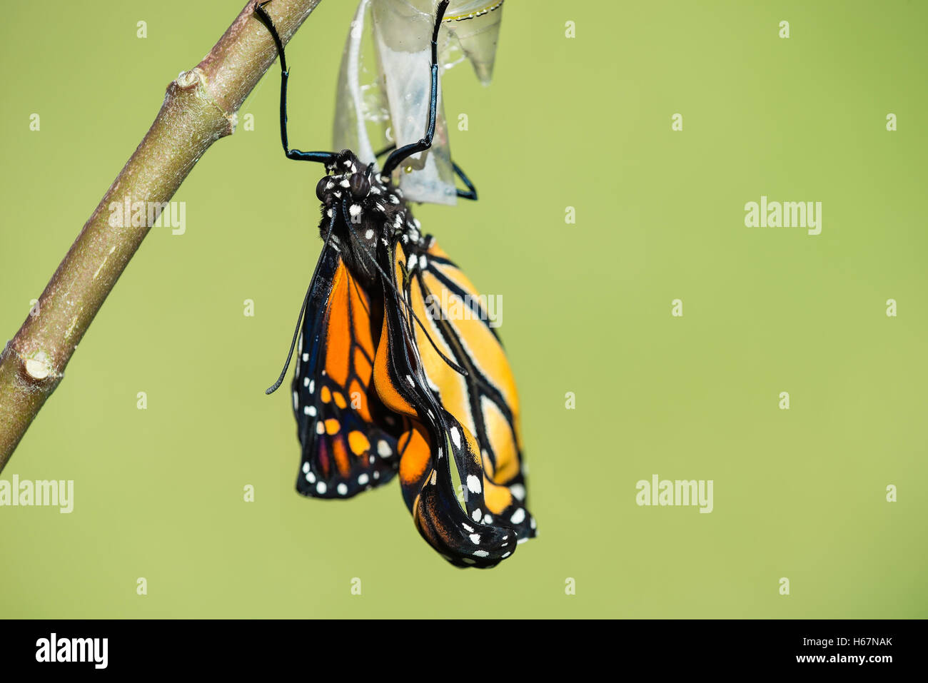 Monarch butterfly (danaus plexippus) emerging from the chrysalis Stock Photo