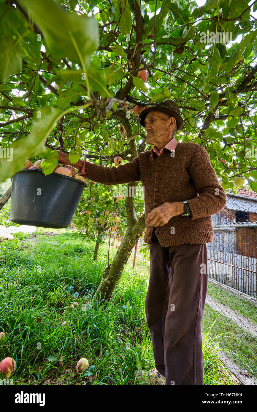 Senior farmer picking apples in an orchard Stock Photo - Alamy
