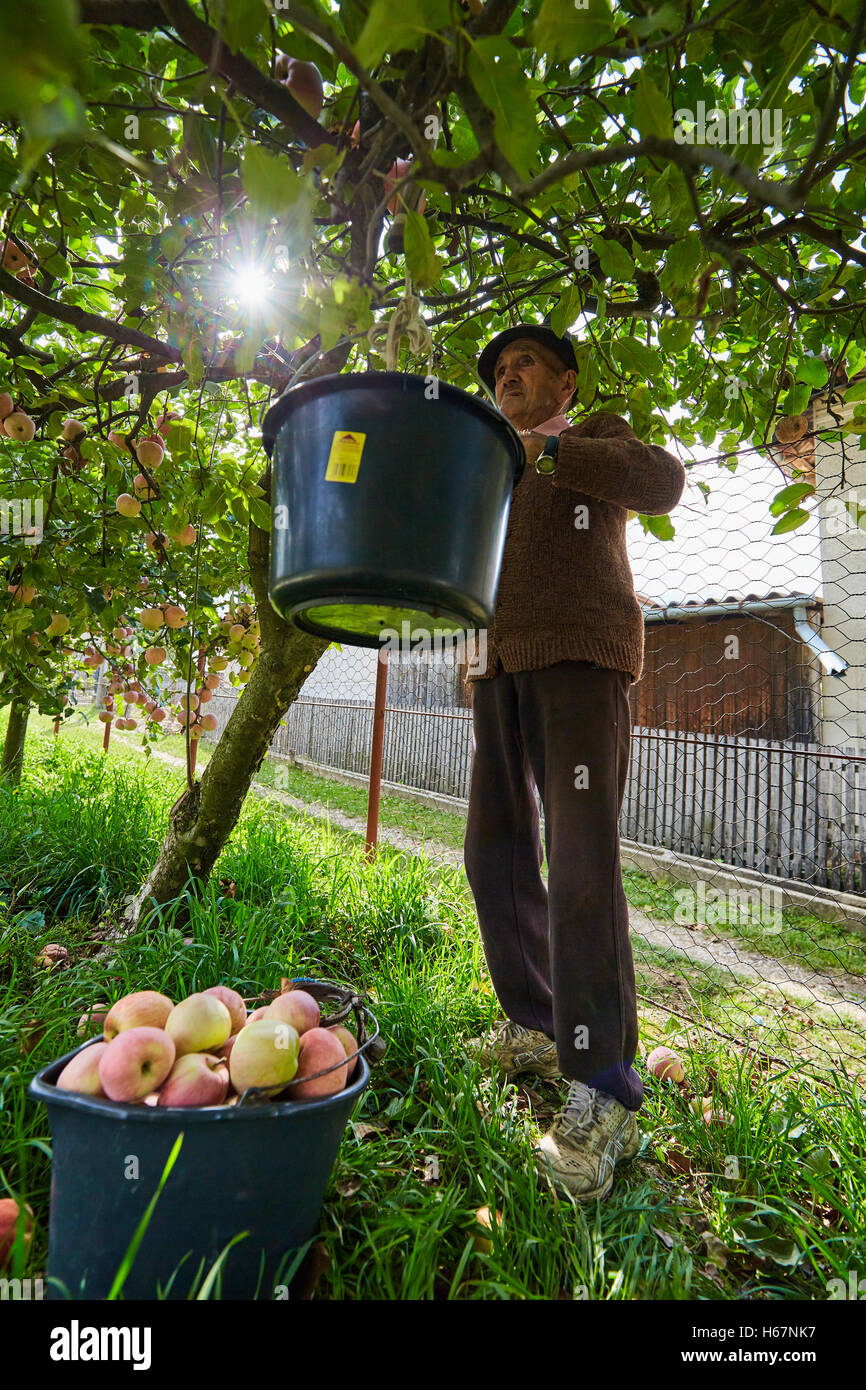 Senior farmer picking apples in an orchard Stock Photo - Alamy