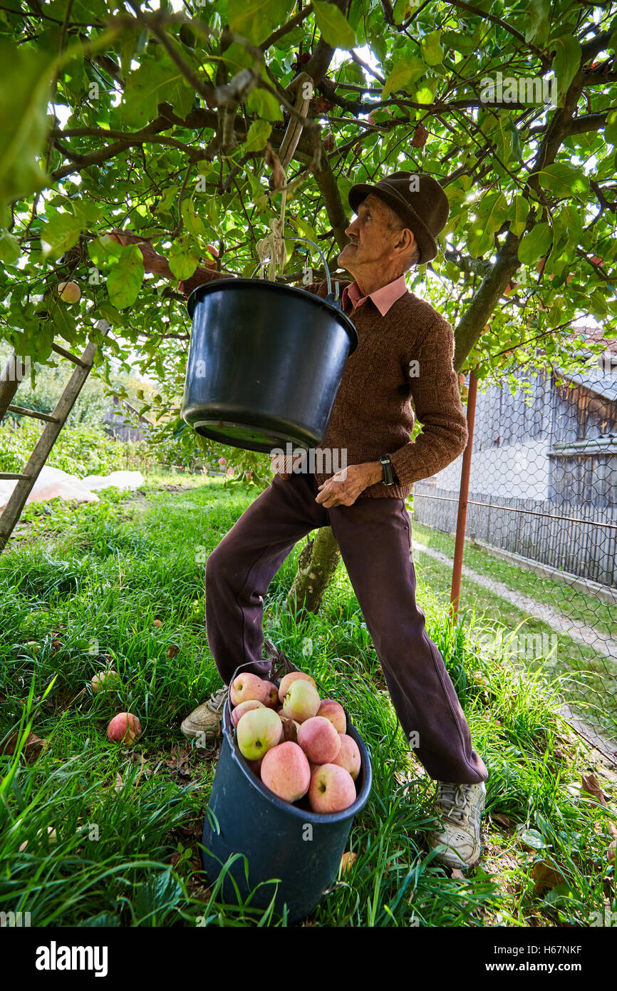 Senior farmer picking apples in an orchard Stock Photo - Alamy
