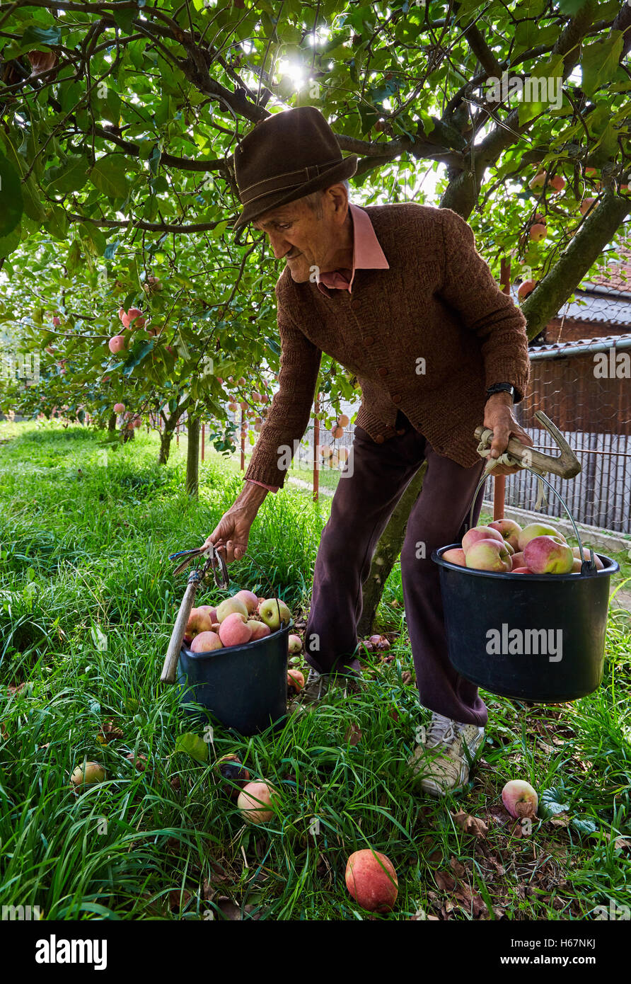 Senior farmer picking apples in an orchard Stock Photo - Alamy