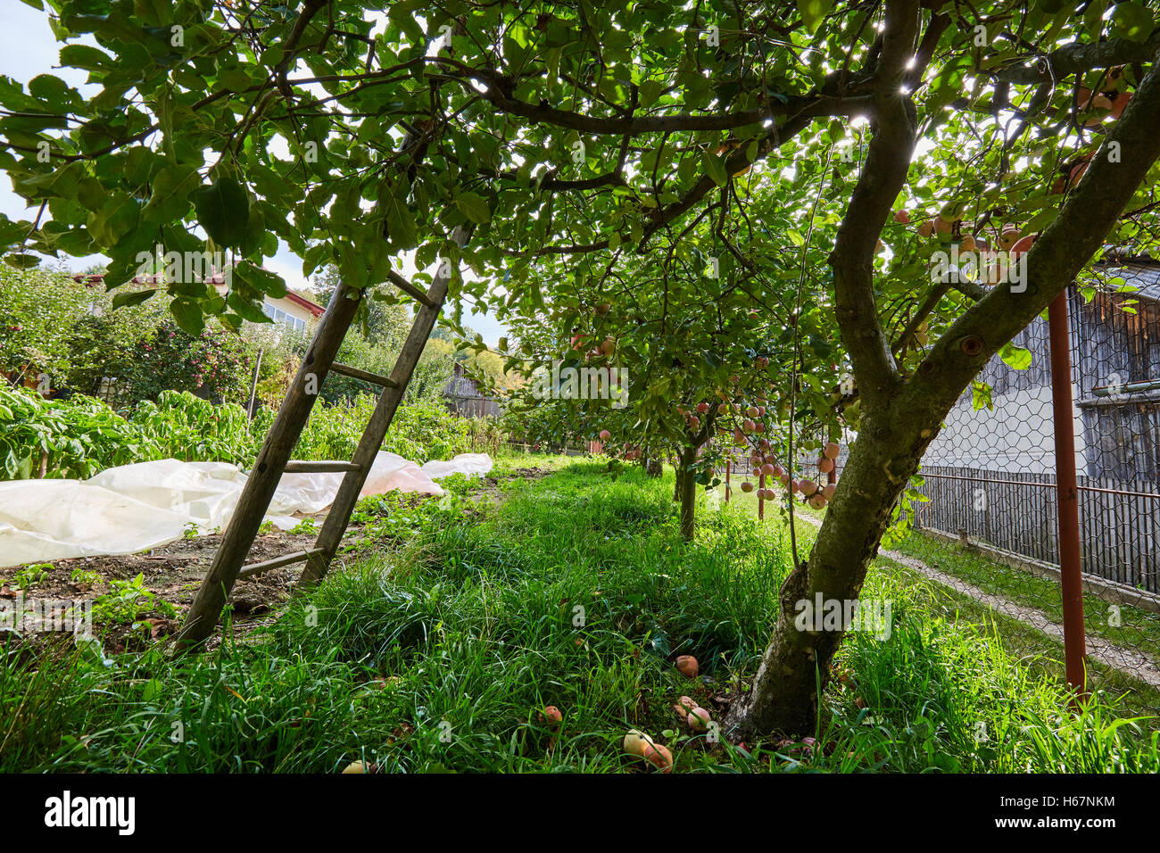 Ladder on an apple tree in the orchard at harvest time Stock Photo - Alamy