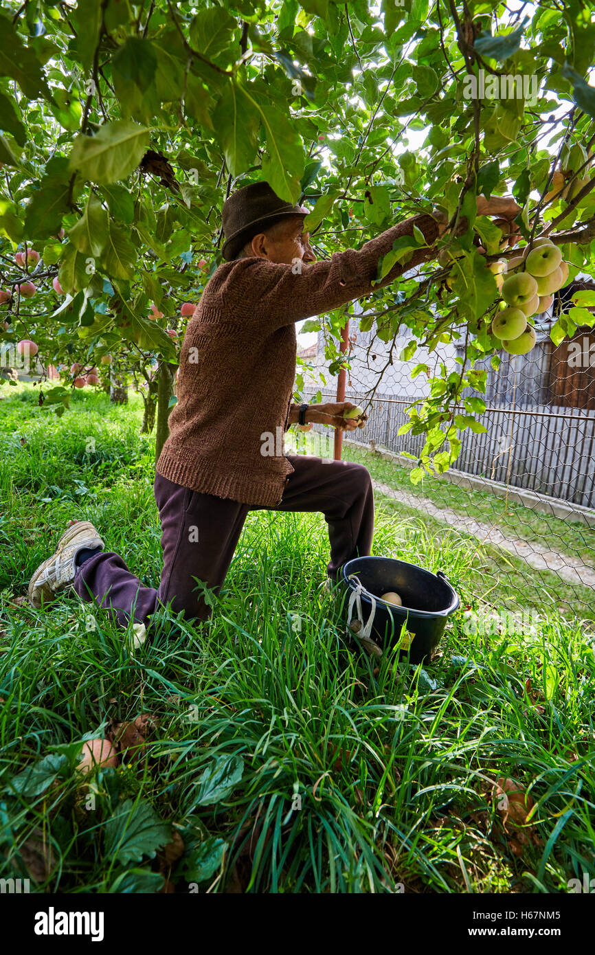 Senior farmer picking apples in an orchard Stock Photo - Alamy