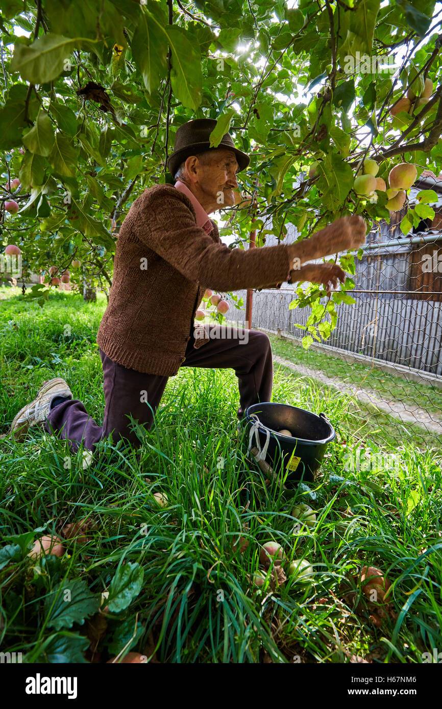 Senior farmer picking apples in an orchard Stock Photo - Alamy