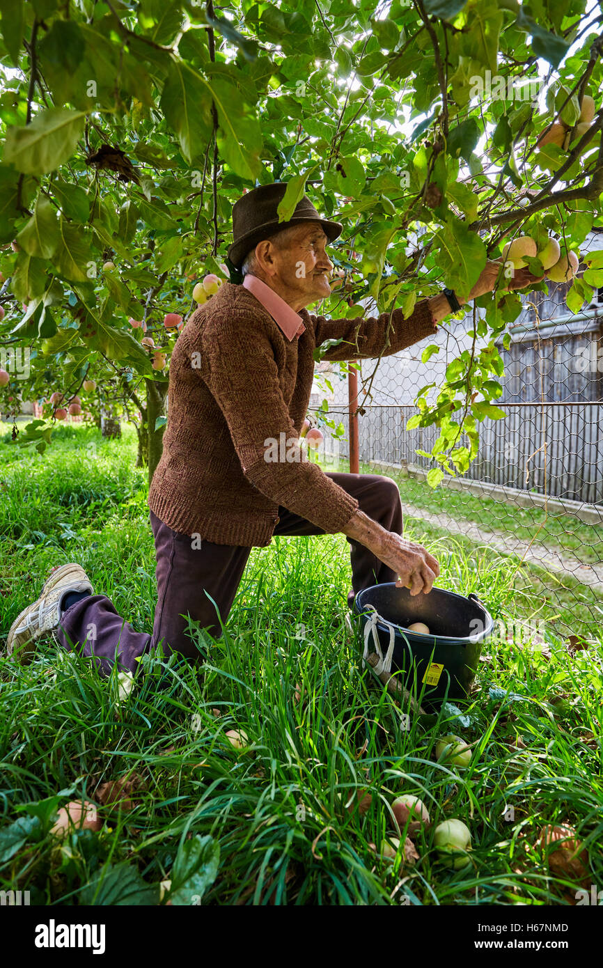 Senior farmer picking apples in an orchard Stock Photo - Alamy