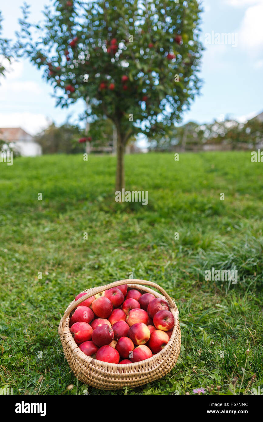 A full basket near an apple tree full of ripe fruits Stock Photo Alamy