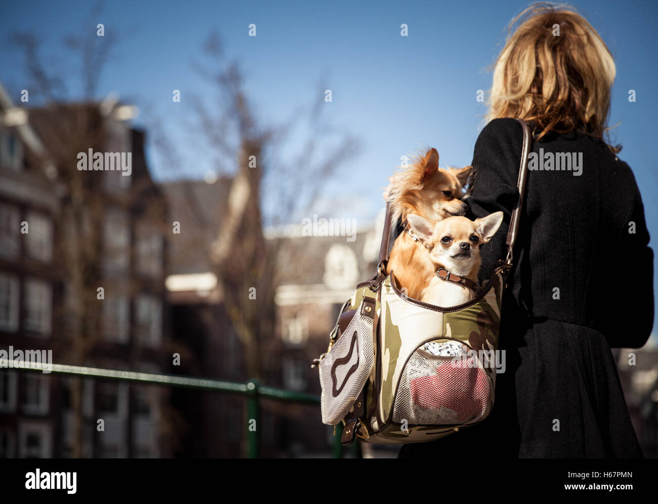 Amsterdam The Netherlands June 14 Beautiful image of two dogs sitting in a shoulder bag in