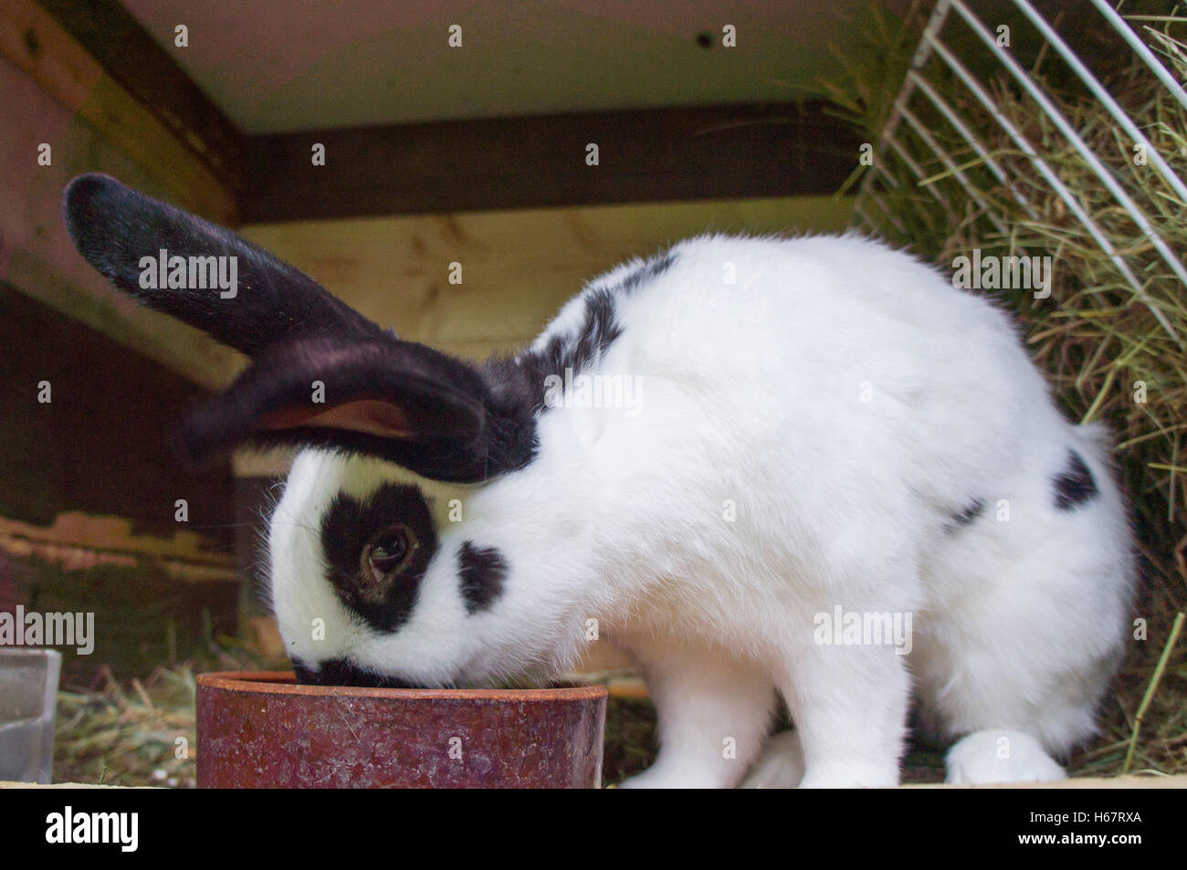 Czech Spot, domestic rabbit, straw bedding in hutch Stock Photo Alamy