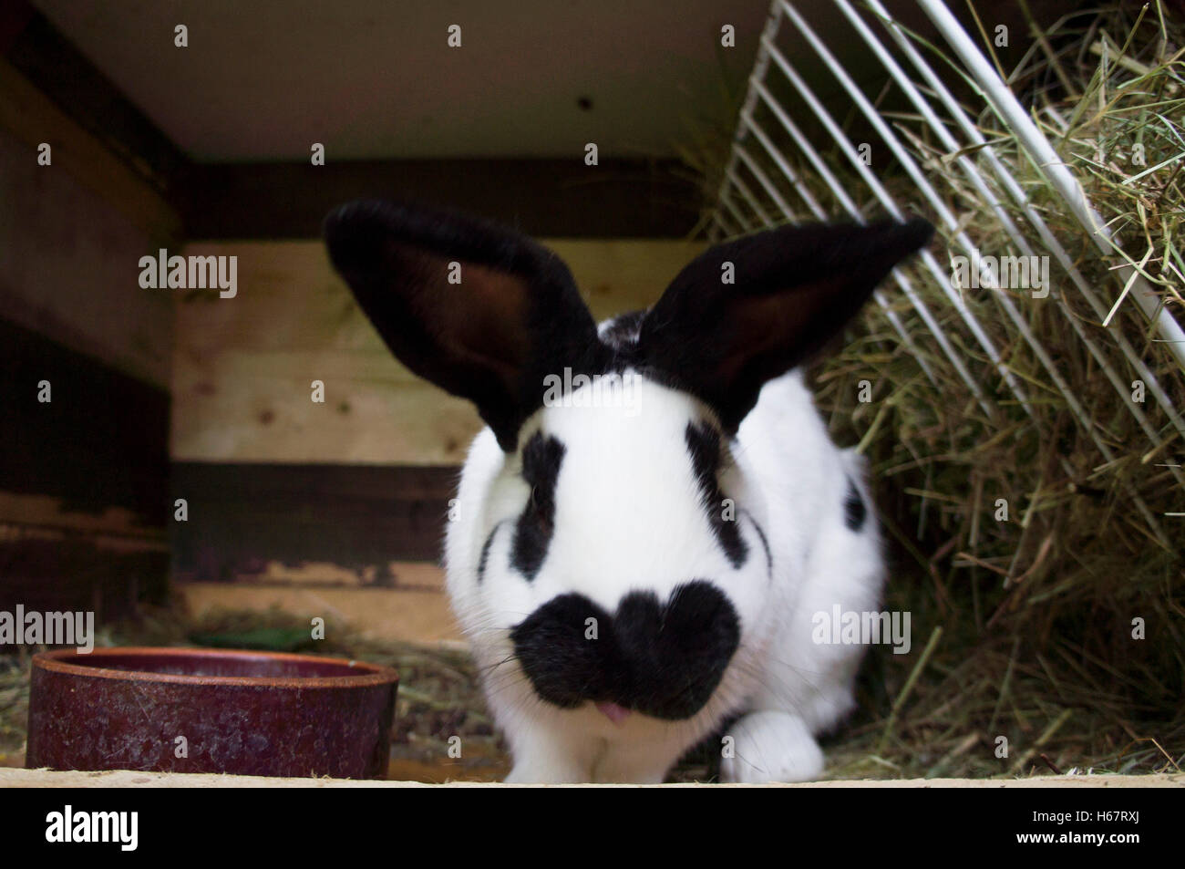 Czech Spot, domestic rabbit, straw bedding in hutch Stock Photo Alamy