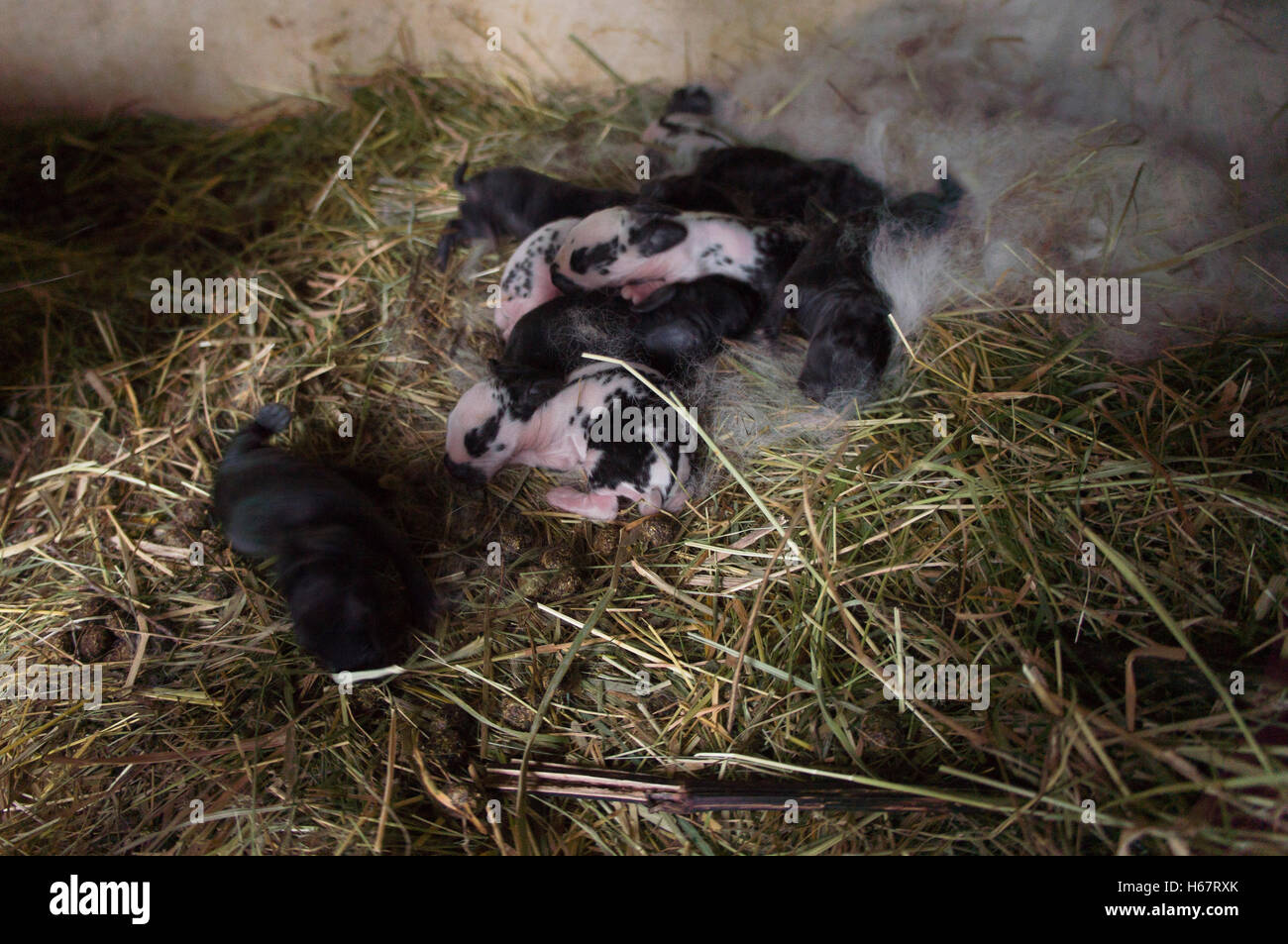 domestic rabbit, four days old newborn litter in nest, straw bedding in