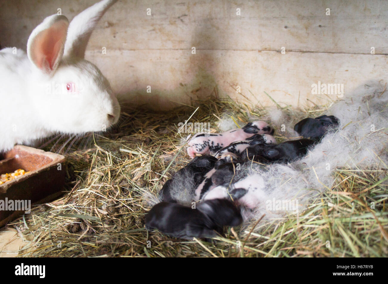 domestic rabbit, four days old newborn litter in nest, straw bedding in