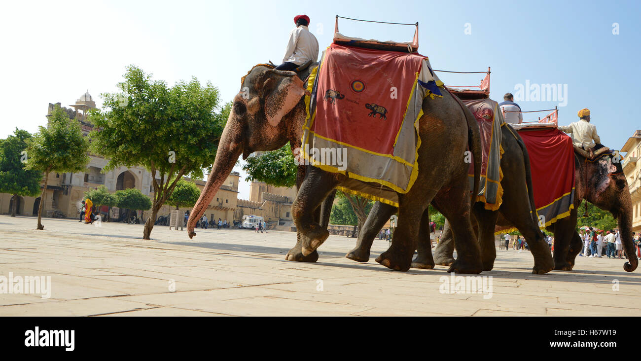 Mahout riding decorated Indian Elephant at Amer fort Stock Photo - Alamy