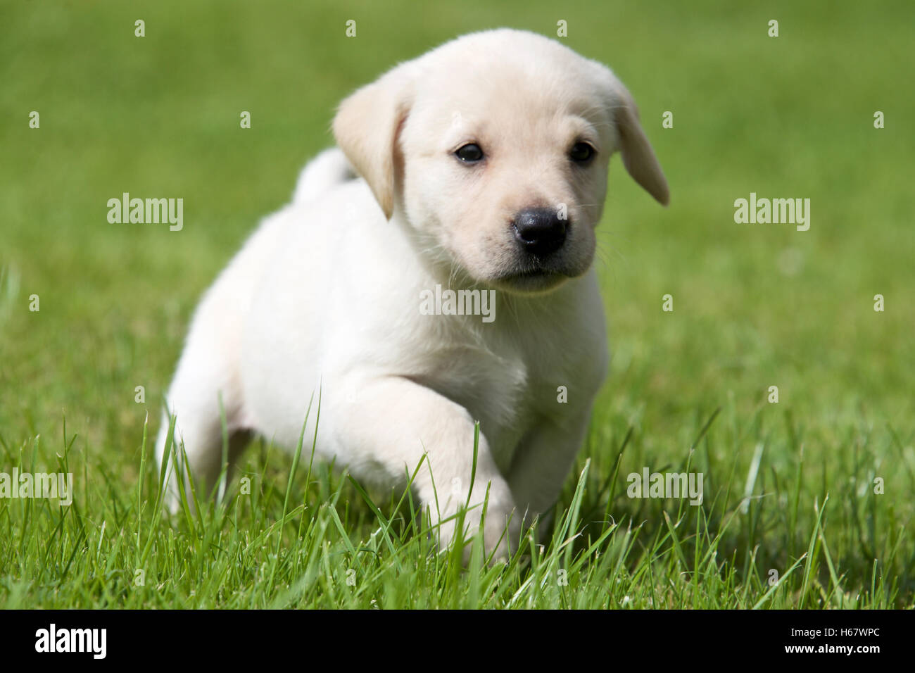 Yellow Labrador Puppy Stock Photo Alamy