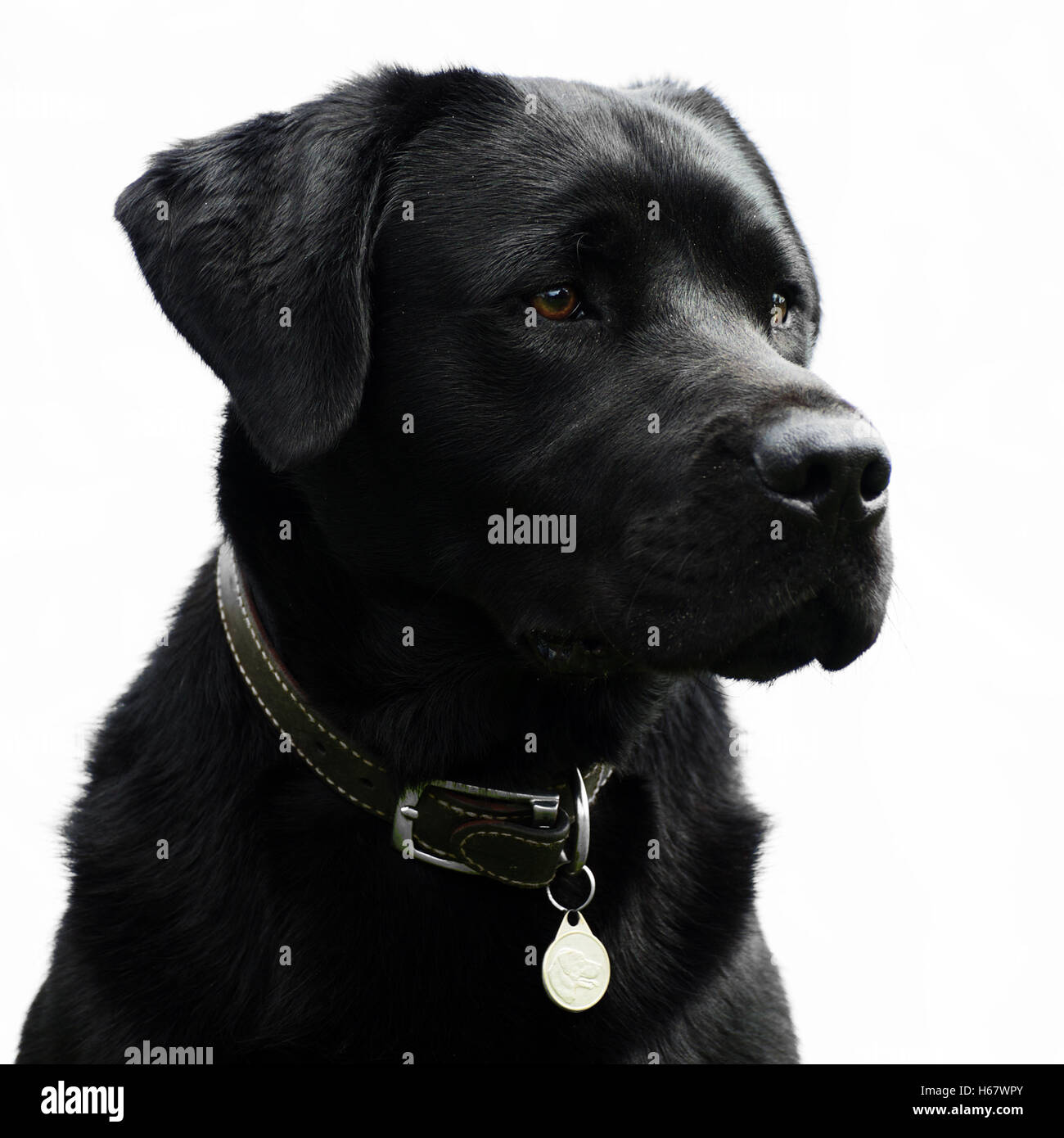 Black labrador dog hi-res stock photography and images - Alamy