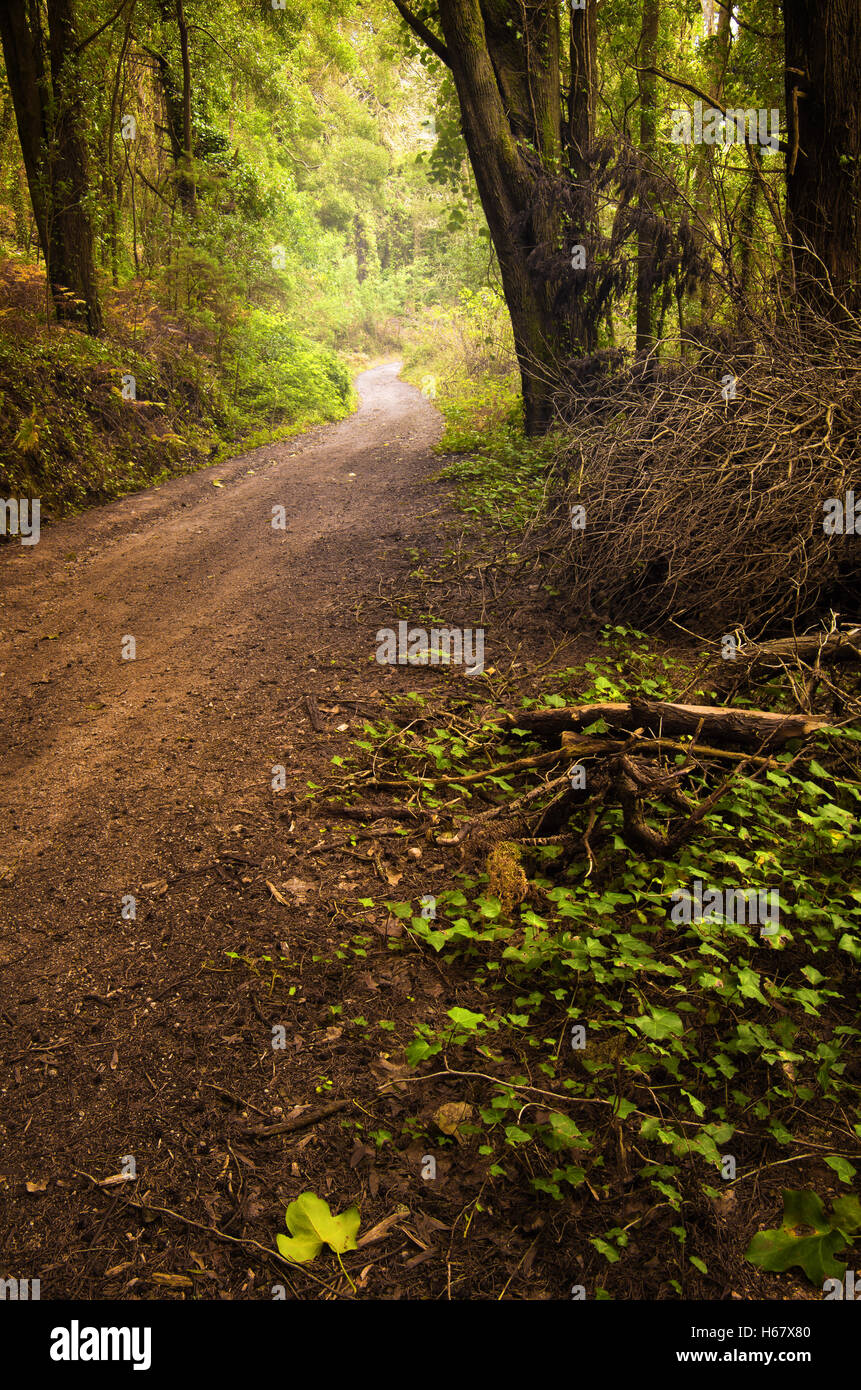 Fall scenery with a pathway in beautiful forest in the hills Stock Photo