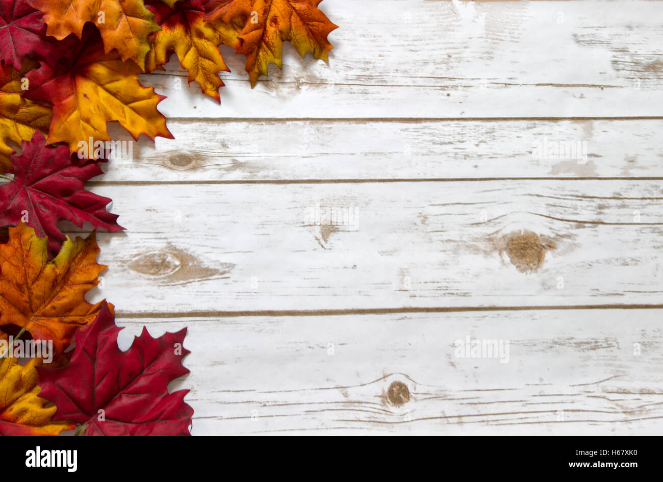 Colorful autumn leaves in red, orange, and yellow border a whitewashed ...