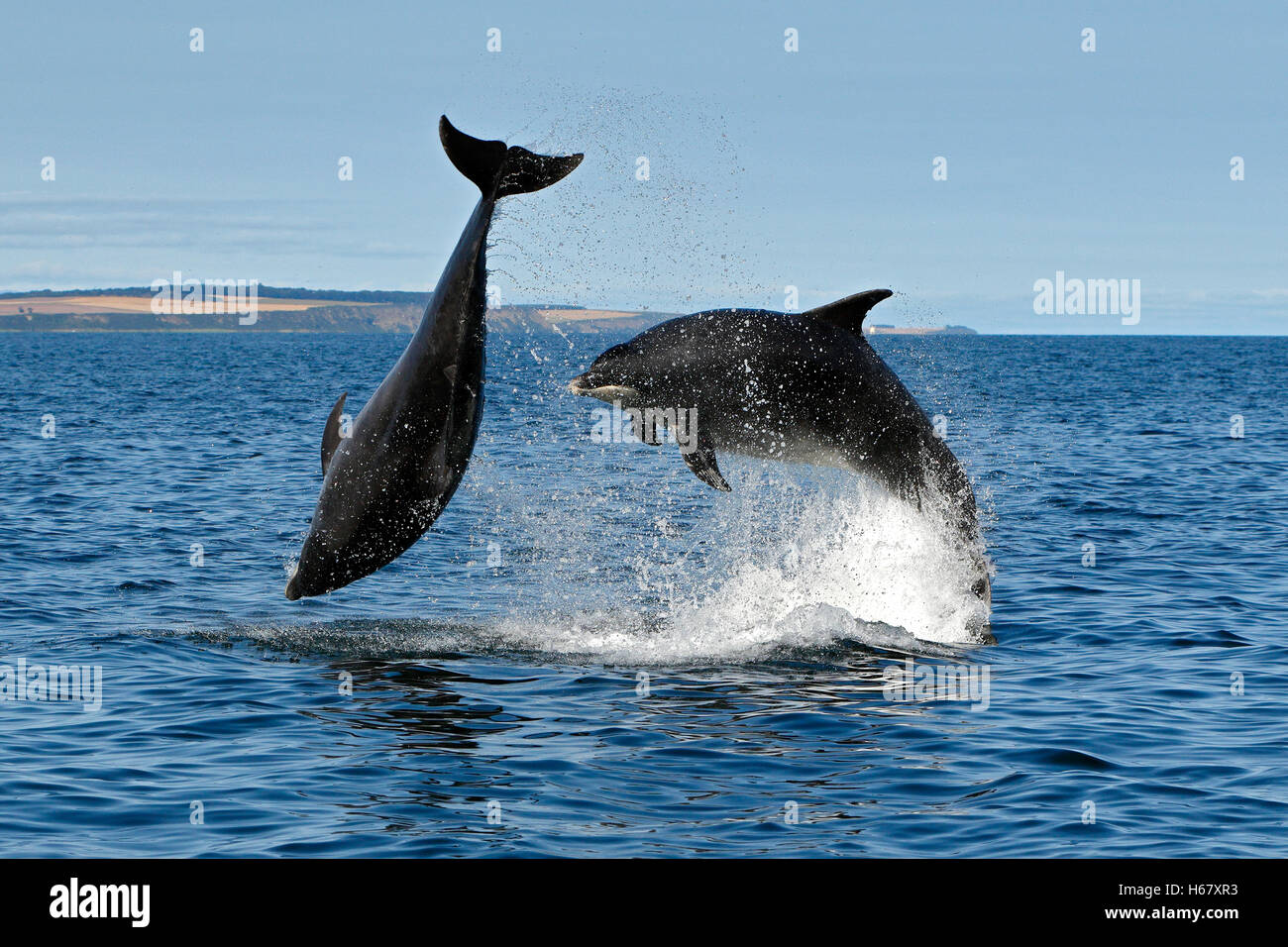 Two adult Bottlenose dolphins having fun breaching and leaping in calm blue sea where the Cromarty Firth meets the Moray Firth, Highlands of Scotland Stock Photo