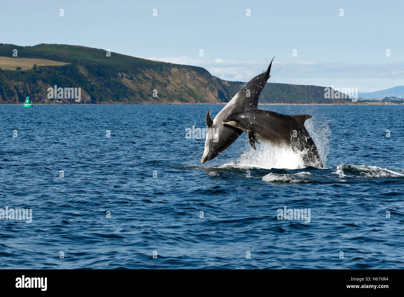 Two adult Bottlenose dolphins having fun breaching and leaping in calm blue sea where the Cromarty Firth meets the Moray Firth, Highlands of Scotland Stock Photo