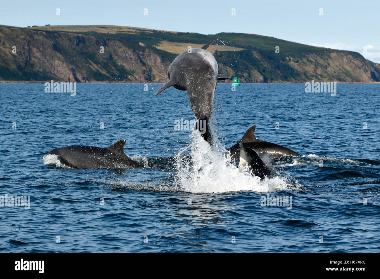 Two adult Bottlenose dolphins having fun breaching and leaping in calm blue sea where the Cromarty Firth meets the Moray Firth, Highlands of Scotland Stock Photo