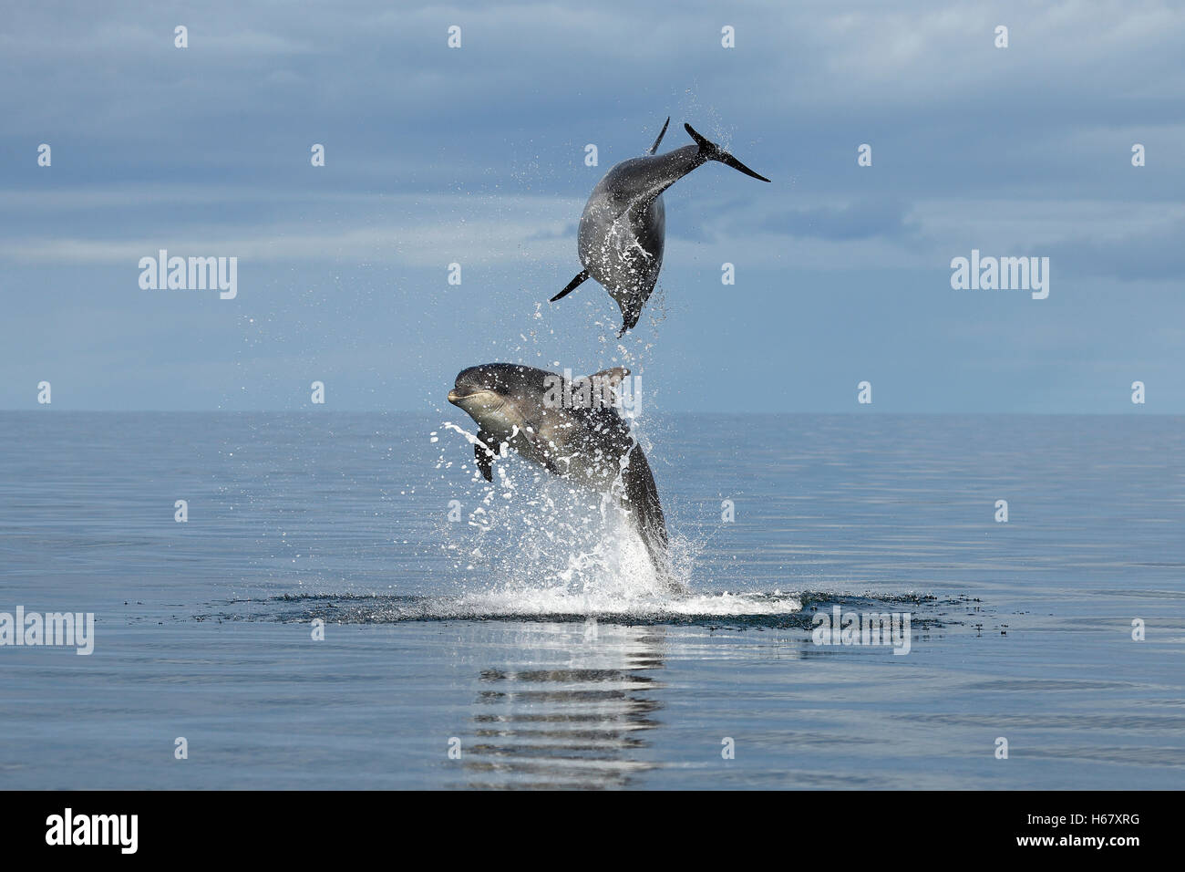 Bottlenose dolphins breaching from the water, Moray Firth, Scotland Stock Photo