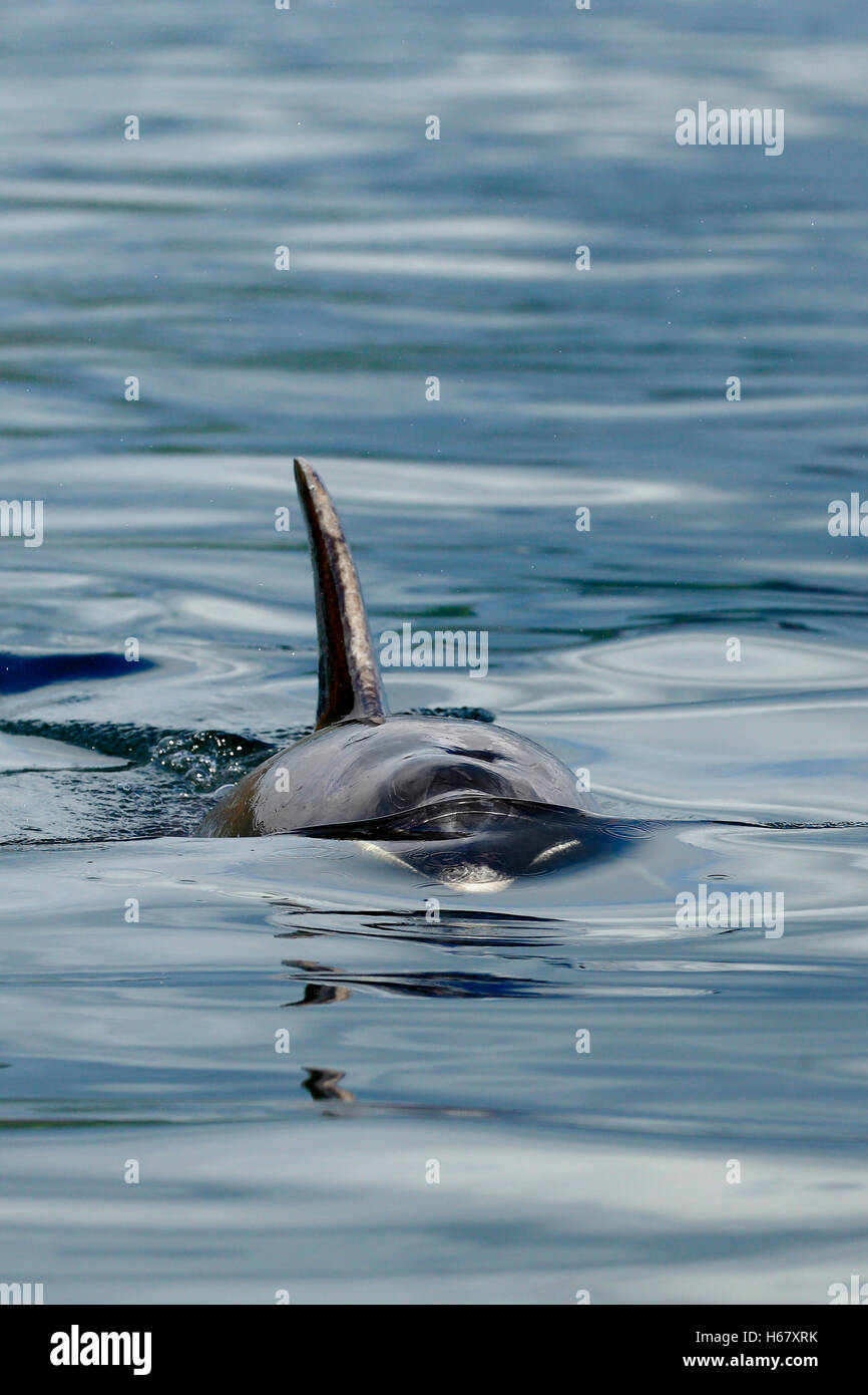 A Bottlenose dolphin surfacing, Moray Firth, Scotland Stock Photo