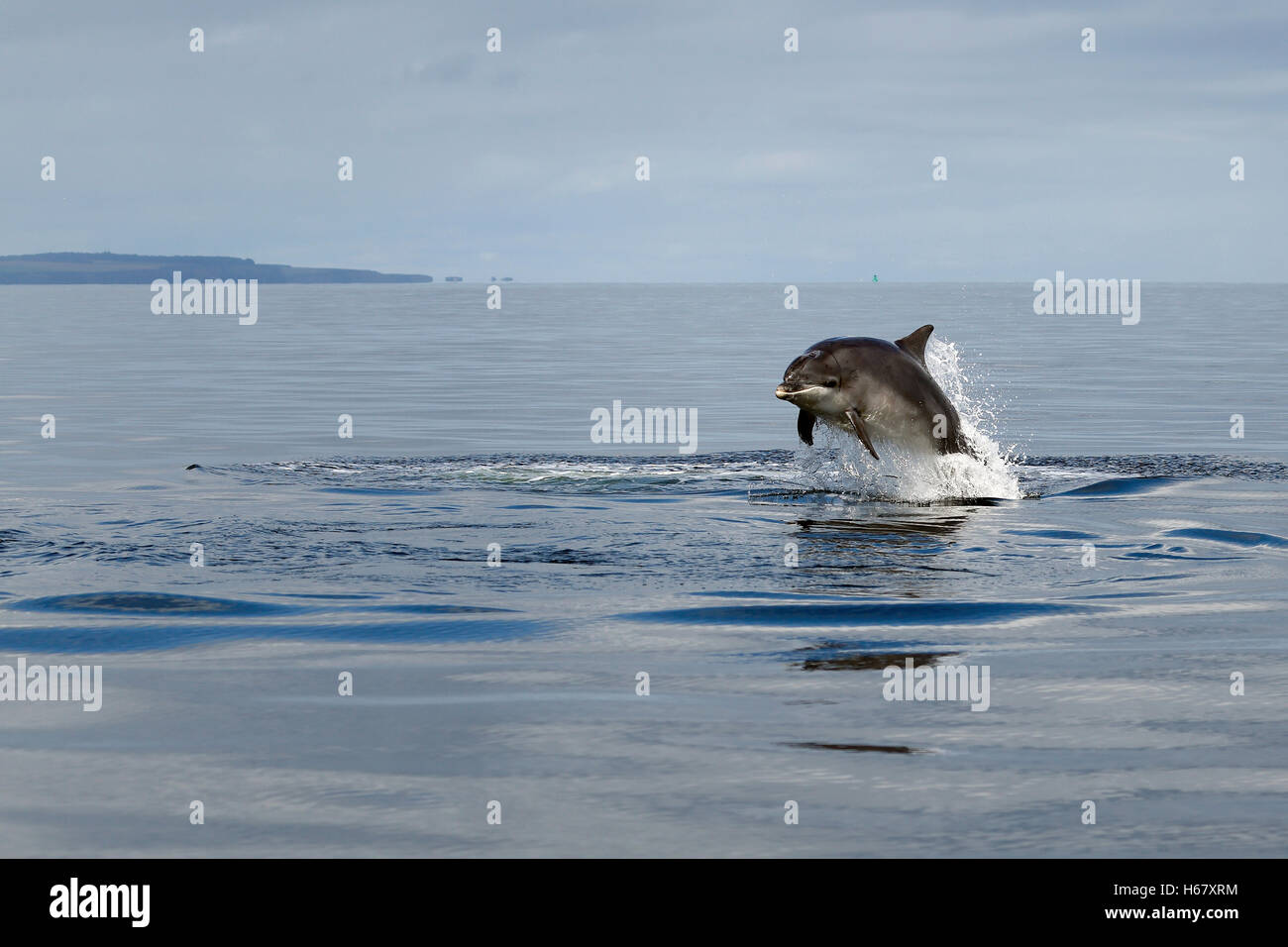 A Bottlenose dolphin half breaching from the water, Moray Firth, Scotland Stock Photo