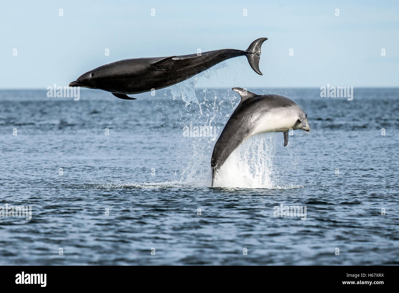 Bottlenose dolphins breaching from the water, Moray Firth, Scotland Stock Photo