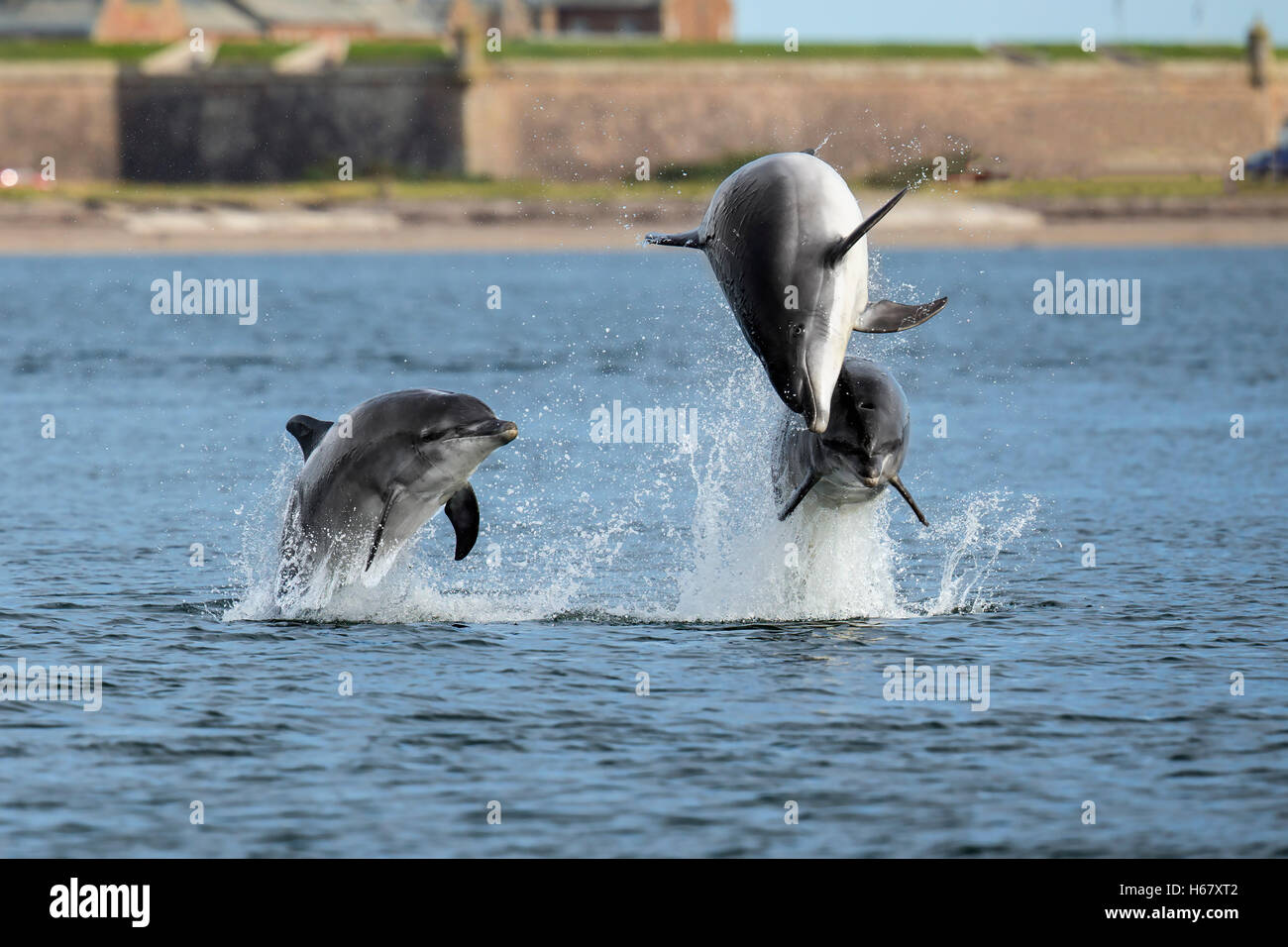 Young Bottlenose dolphins breaching from the water, Moray Firth, Scotland with Fort George in the background. Stock Photo