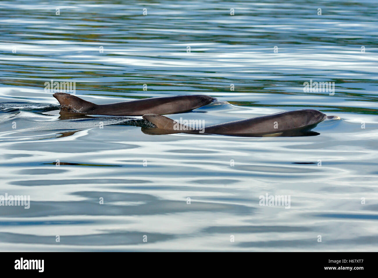 Two Bottlenose dolphins cruising along in very calm water, Moray Firth, Scotland Stock Photo