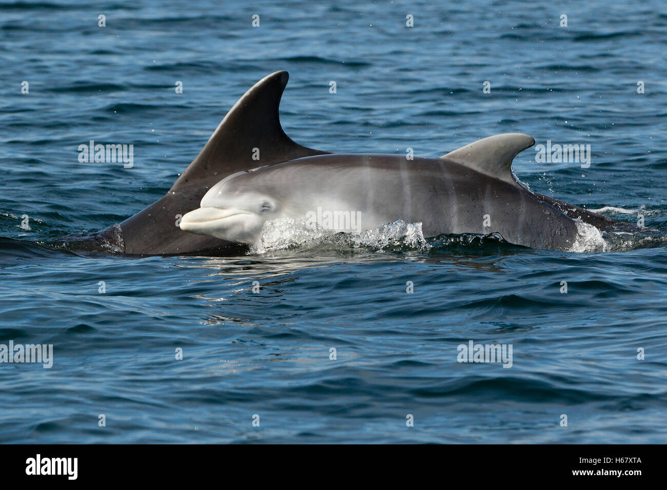 A Bottlenose dolphin baby surfaces to breathe next to its Mother, Moray Firth, Scotland. The young dolphin has vertical foetal fold stripes on body. Stock Photo