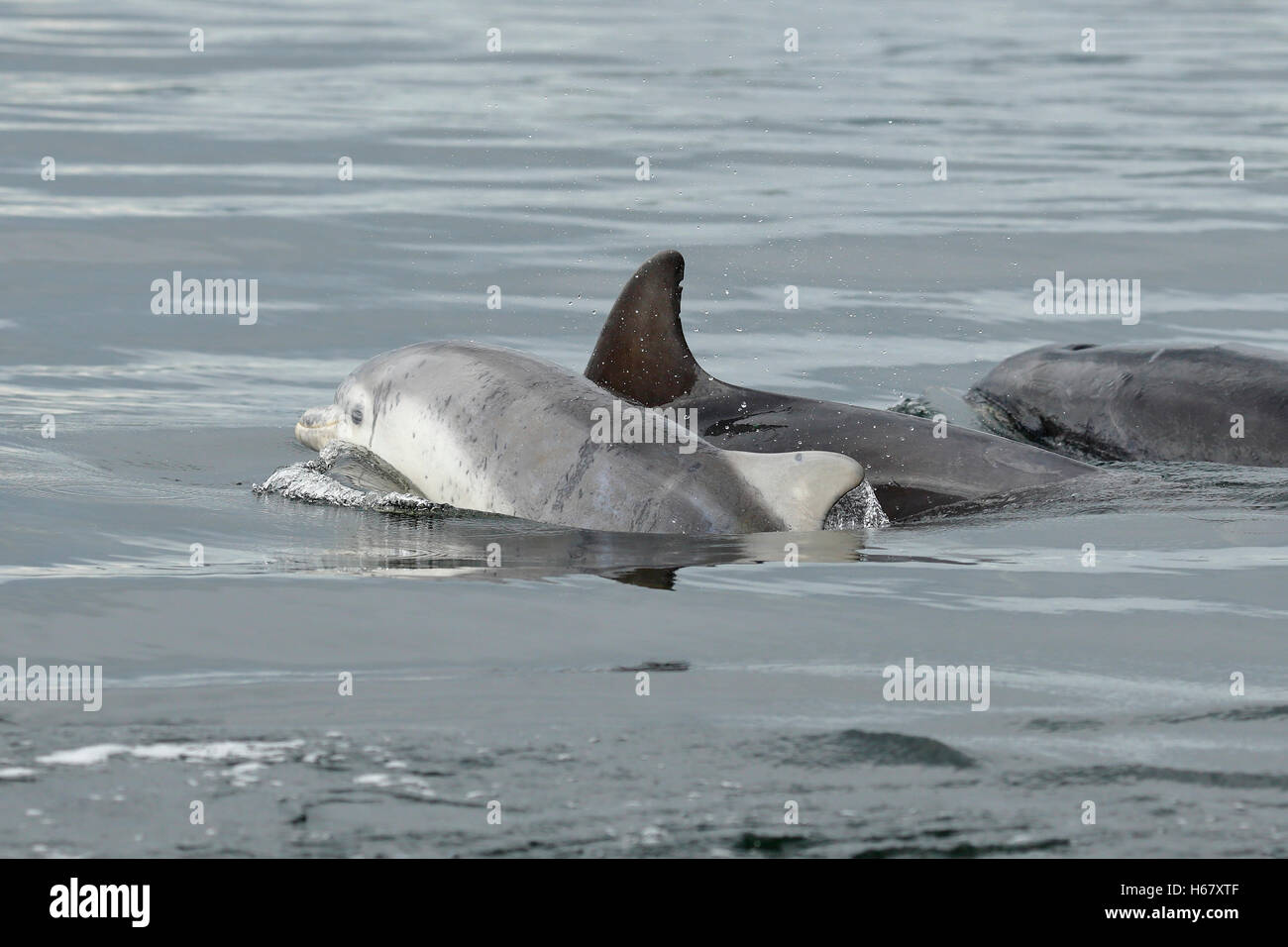 A Bottlenose dolphin baby surfaces to breathe next to its Mother, Moray Firth, Scotland Stock Photo