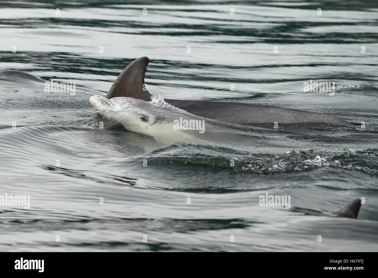 Two Bottlenose dolphins, an adult female and baby in the Moray Firth, Scotland Stock Photo