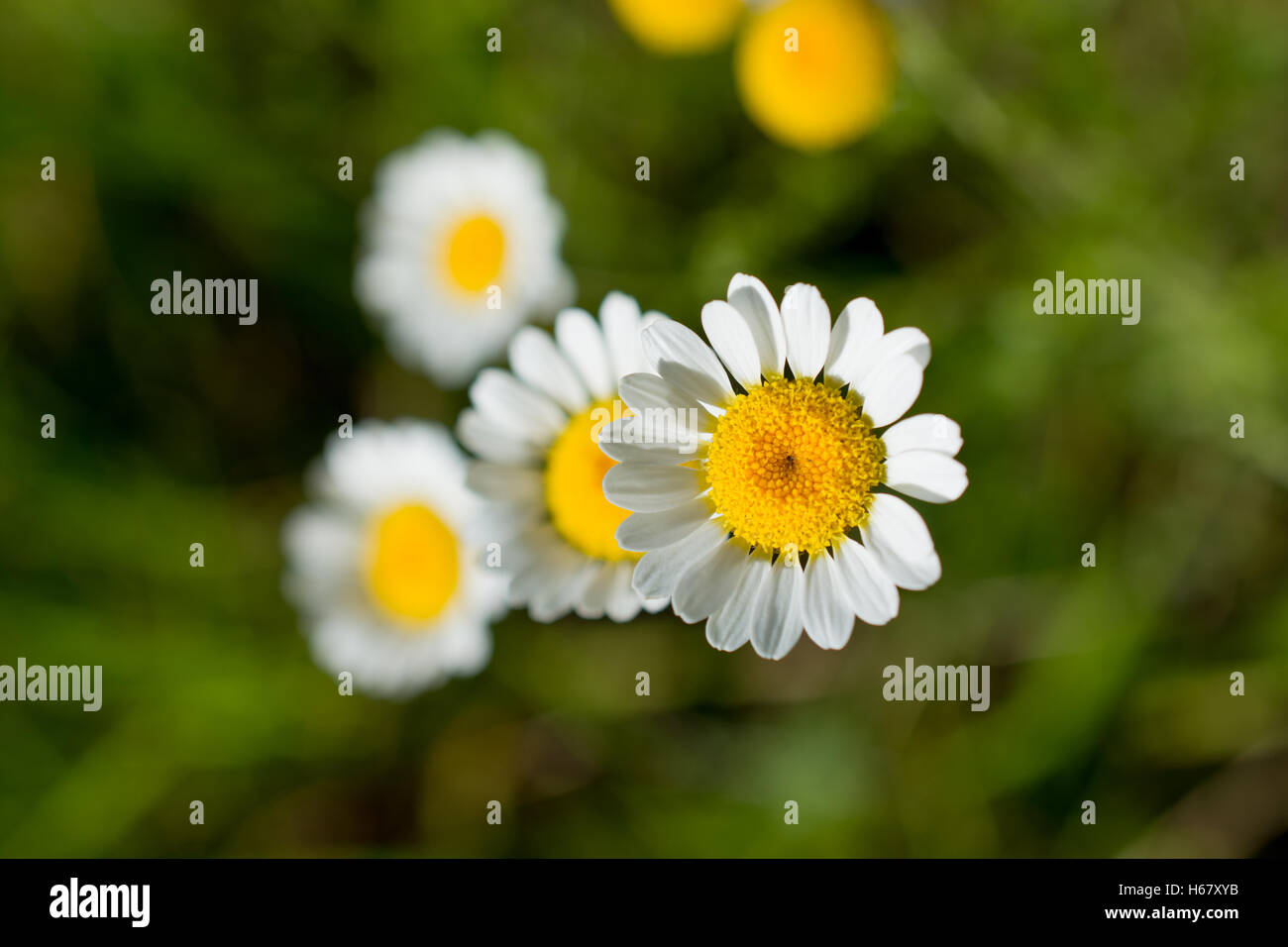 Beautiful daisy flowers in nature background Stock Photo - Alamy
