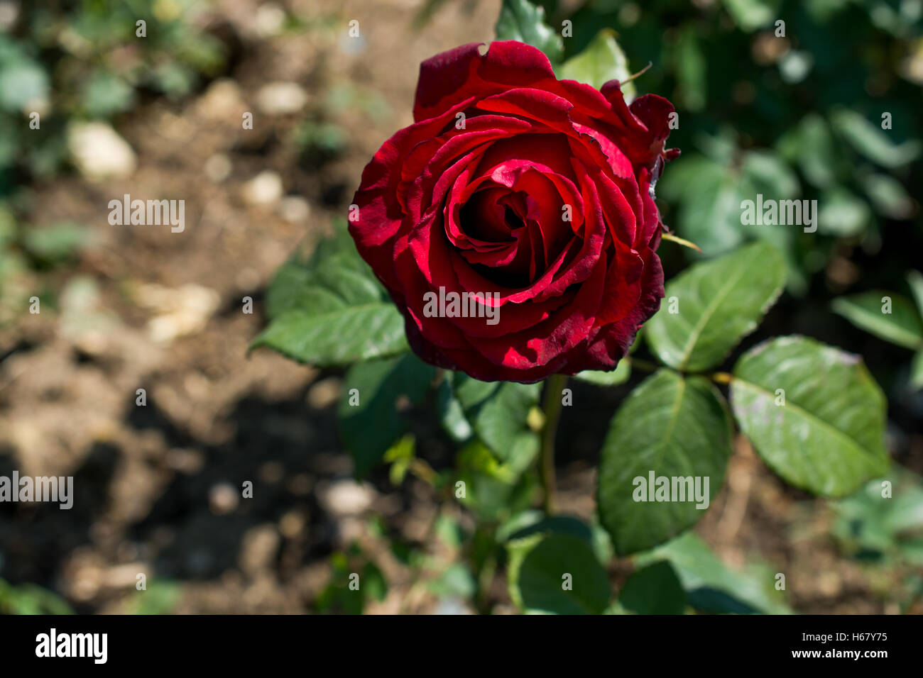 Beautiful rose in nature background Stock Photo - Alamy