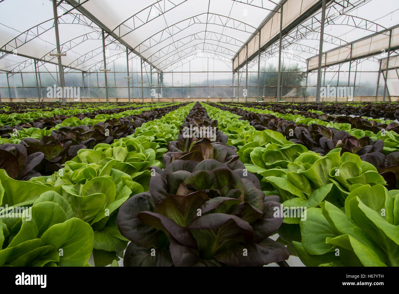 Lettuce hydroponic crops Stock Photo Alamy