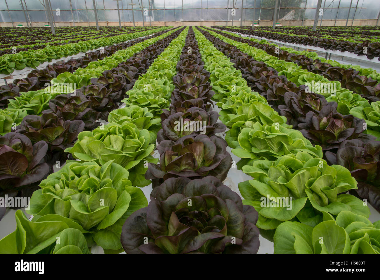 Lettuce hydroponic crops Stock Photo Alamy