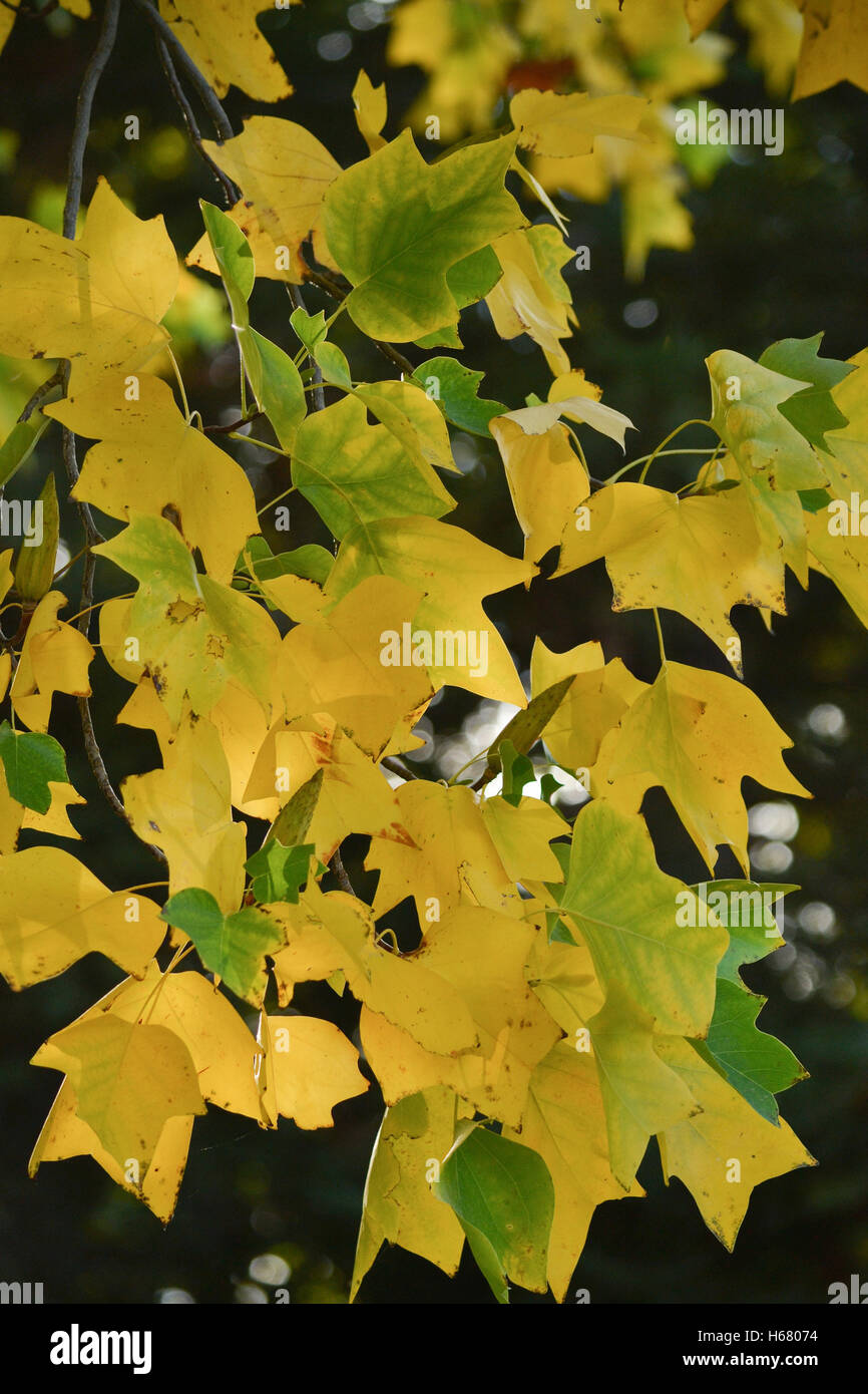 A branch of poplar, Populus sp, in nature in California, displaying a mix  of golden yellow, brown and green leaves Stock Photo - Alamy