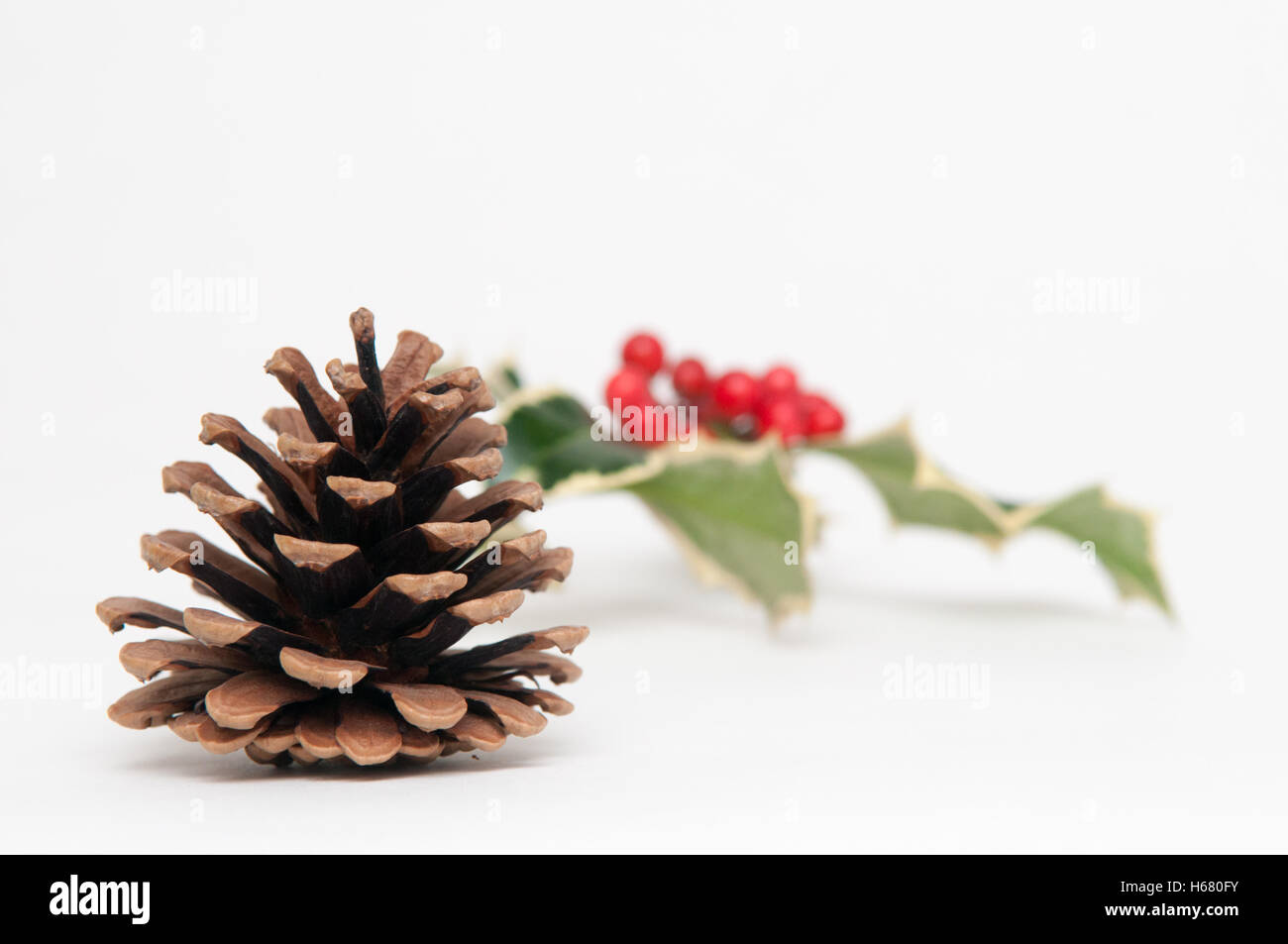 Festive pine cone and holly christmas background with berries Stock ...
